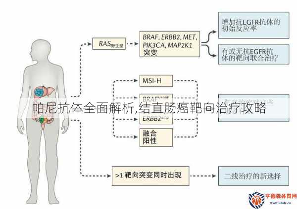 帕尼抗体全面解析,结直肠癌靶向治疗攻略